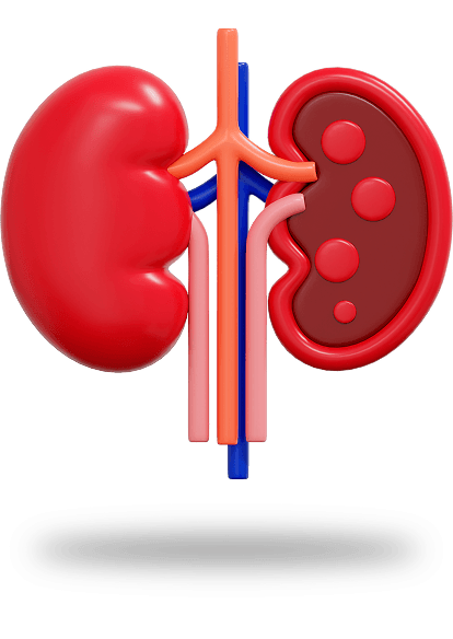 Ilustração de rins